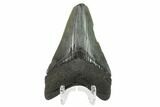 Fossil Megalodon Tooth - South Carolina #130779-2
